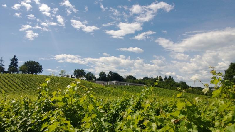 Azienda Agricola Palazzo