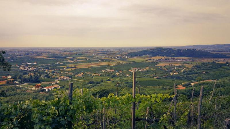 Azienda Agricola Sant'Elena