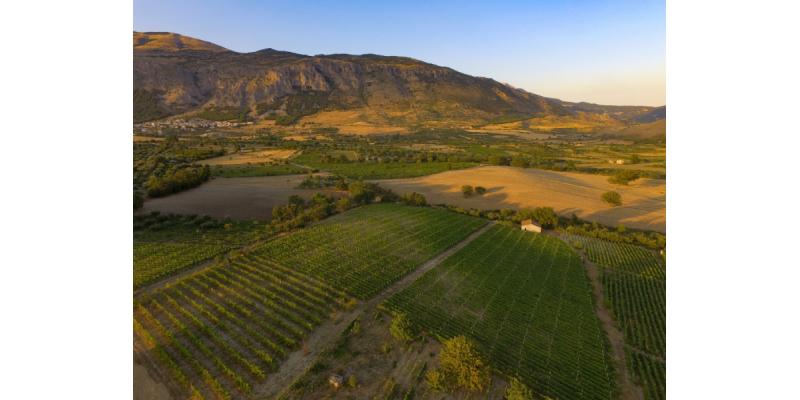 Azienda Vinicola Manna