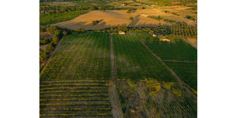 Azienda Vinicola Manna