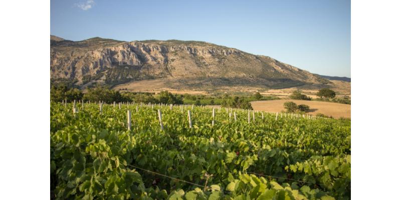 Azienda Vinicola Manna