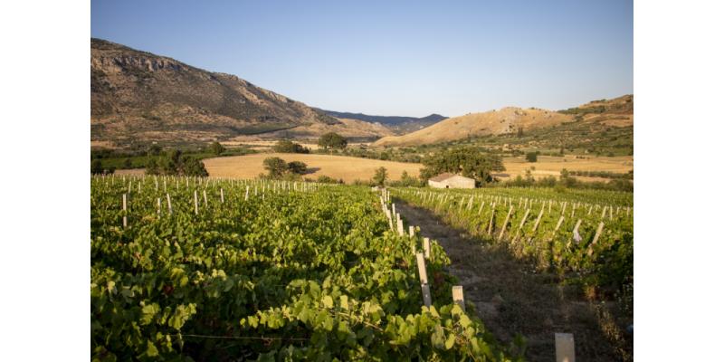 Azienda Vinicola Manna