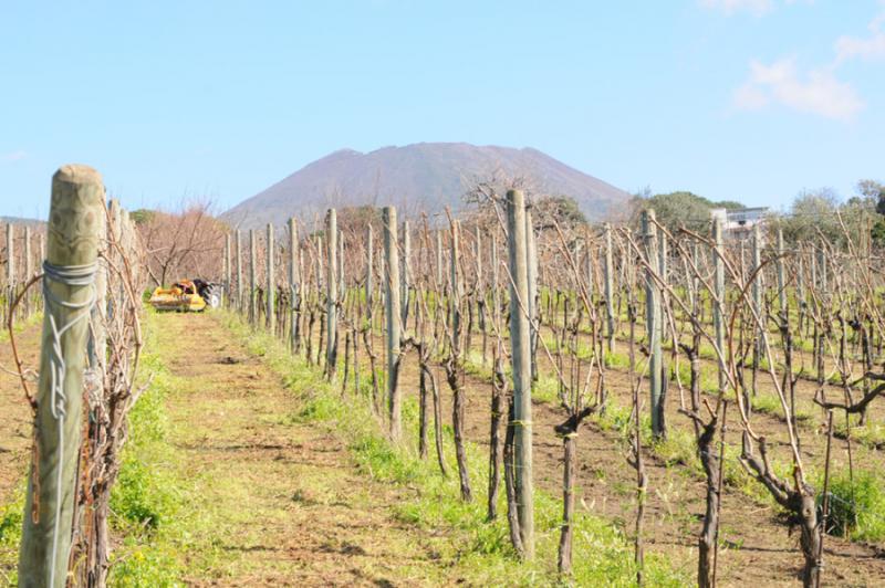 Azienda Vinicola Sannino