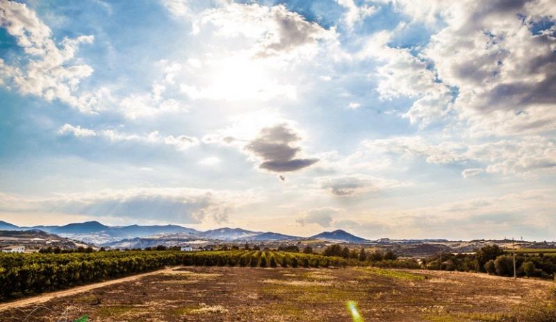 Azienda Vitivinicola Battifarano