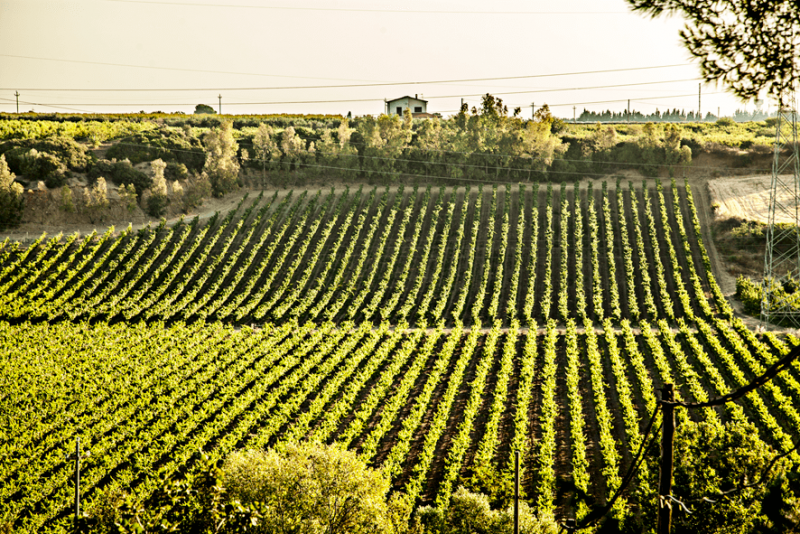 Azienda Vitivinicola Battifarano