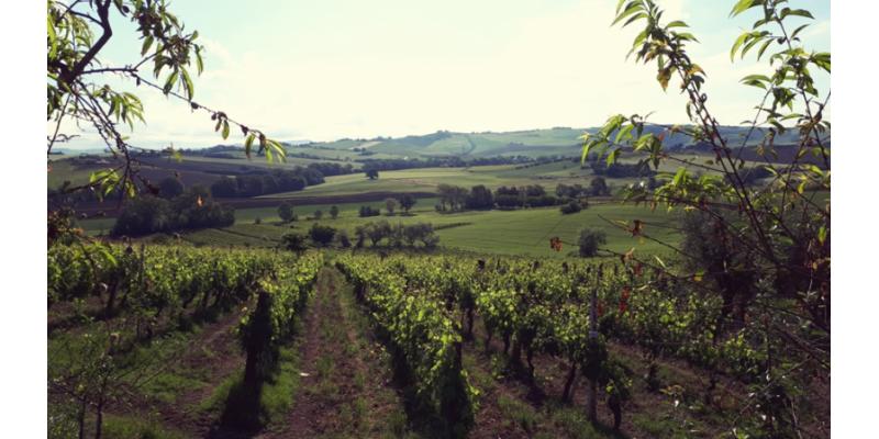 Vigneto di Verdicchio dell'azienda Zannotti