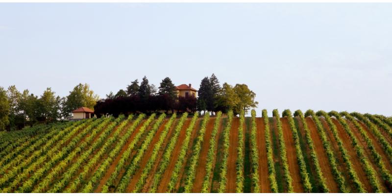 Banfi Piemonte - Il vigneto di Novi Ligure