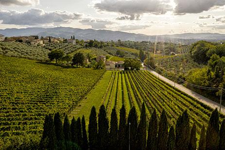 Cantina Fratelli Pardi