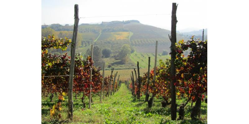 Cantina del Pino