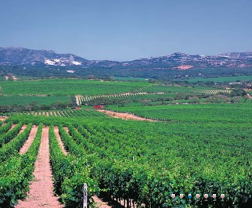 Cantina del Vermentino di Monti