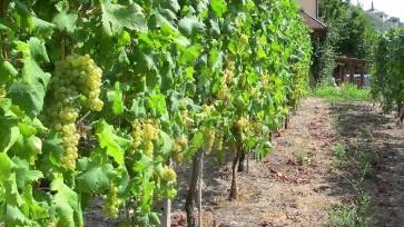 Cantine Bregante