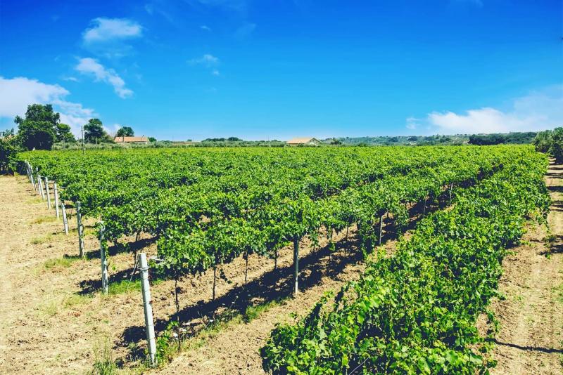 Cantine Caravaggio