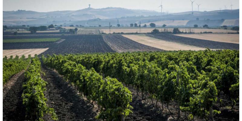 Cantine D'Uva