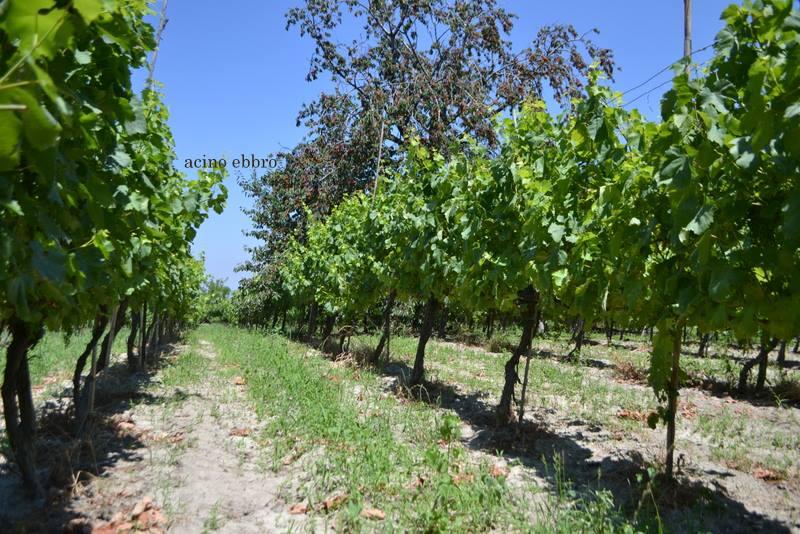 Cantine Federiciane