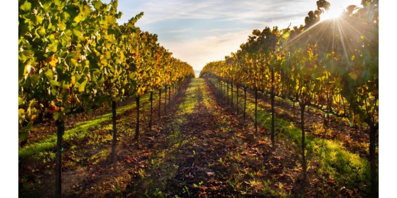 Cantine Lizzano