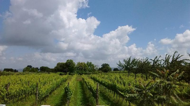 Cantine Lonardo