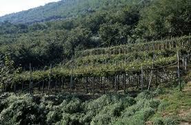 Cantine Mariano Sabatino