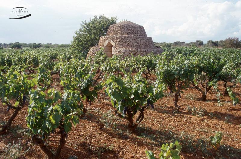 Cantine Pliniana