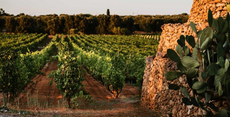 Cantine San Marzano