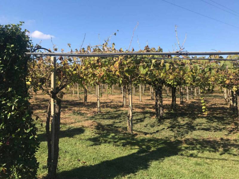 Cantine Sant'Andrea