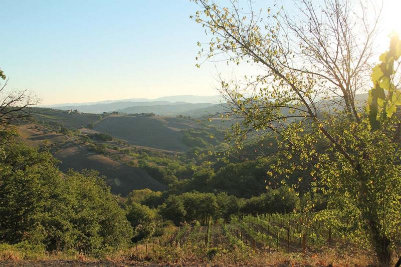 Cantine Torri