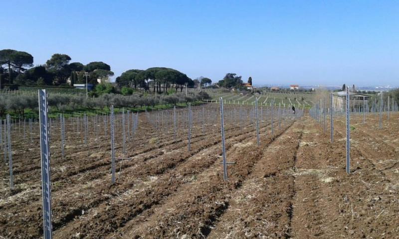 Cantine Volpetti