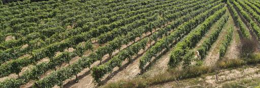 Cantine dell'Angelo