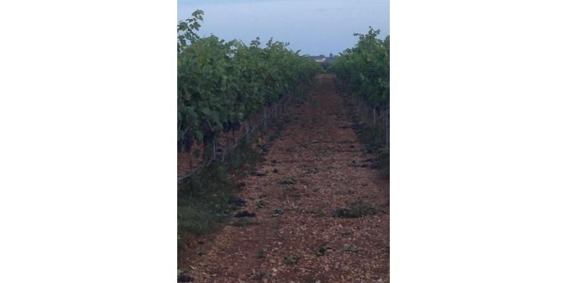 Cantine di Gioia