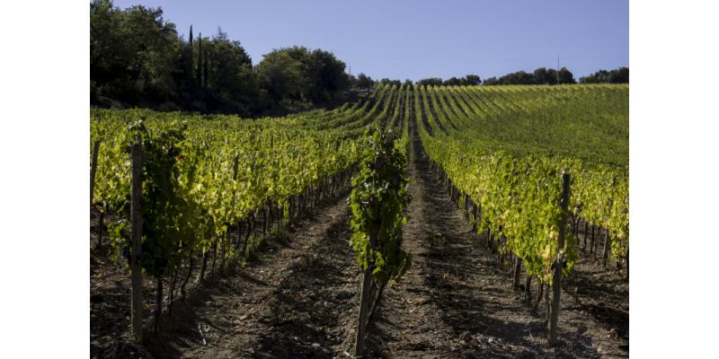 Carpineto - I filari della Tenuta di Montalcino