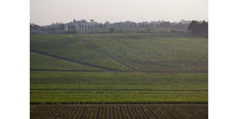 Carpineto - I vigneti