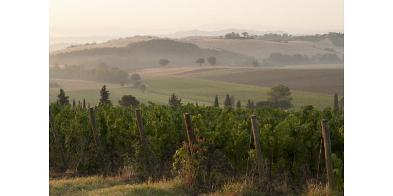 Carpineto - Panorama con i vigneti di Montepulciano