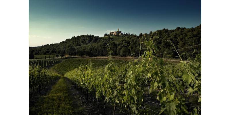 Castello Banfi - I vigneti