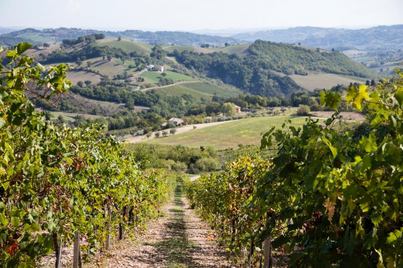 Azienda Agricola Colleluce