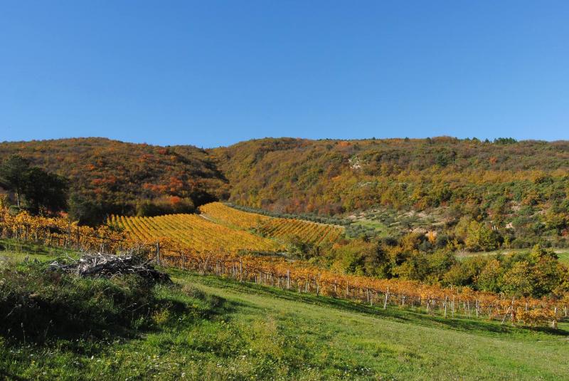Azienda Agricola Colleluce