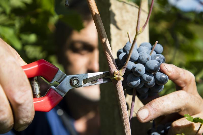 Azienda Agricola Colleluce