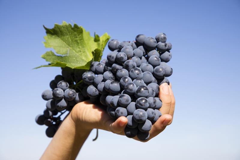 Azienda Agricola Colleluce