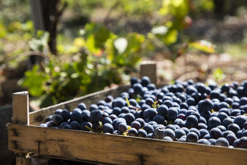 Azienda Agricola Colleluce