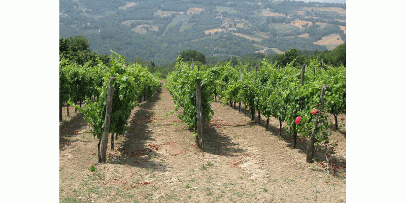 Colli di Lapio