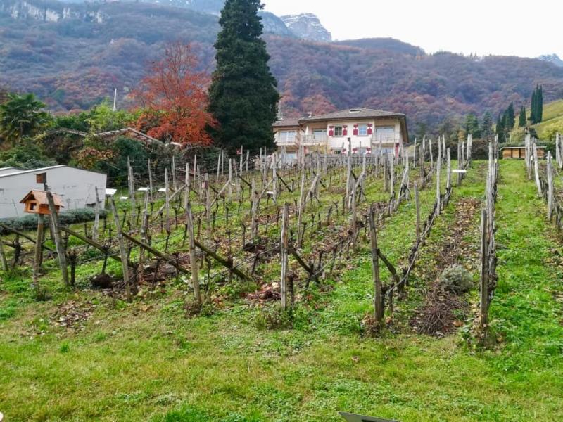 Compagnia del Vino