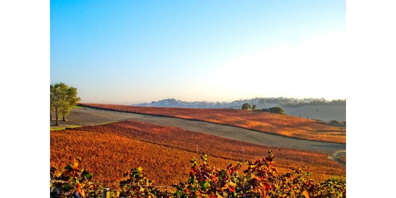 Conti di Buscareto