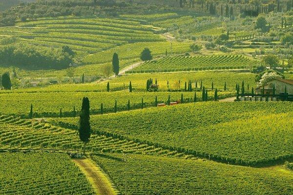 Cortonesi - La Mannella