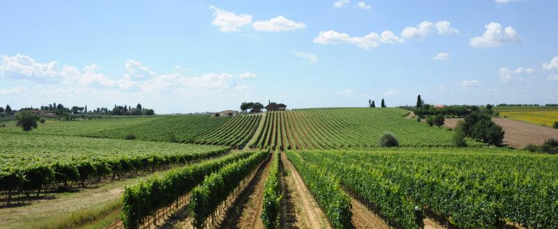 Dal Cero - Tenuta Montecchiesi