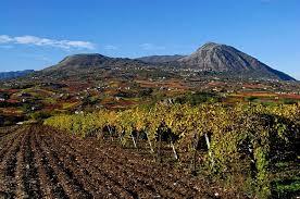 Falernia