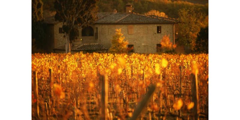 Fattoria Carpineta Fontalpino