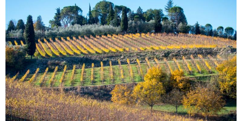 Fattoria Le Sorgenti