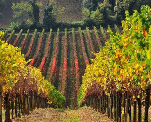 Fattoria Moretto