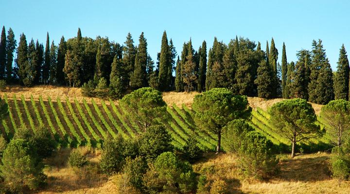 Fattoria Zerbina