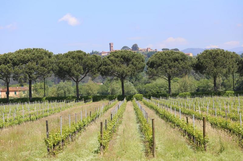 Fattoria del Teso