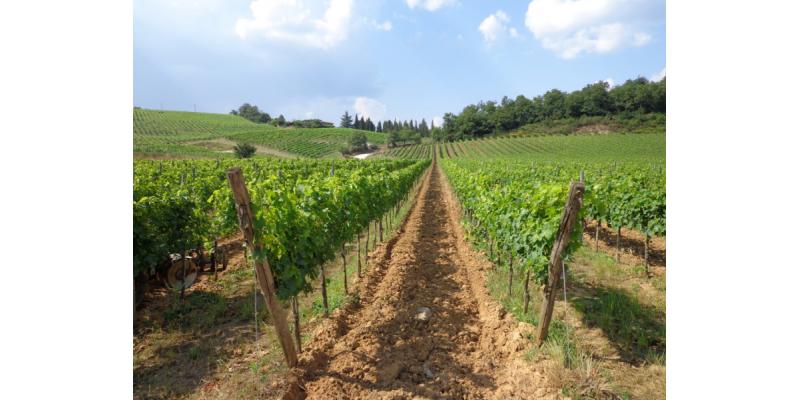 Fattoria della Aiola