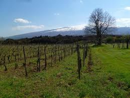 Fattorie Romeo del Castello